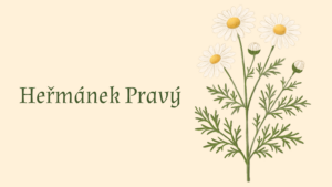Heřmánek pravý