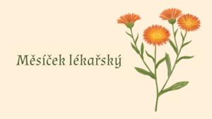 Měsíček lékařský