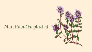 Mateřídouška plazivá