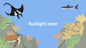 Sunlight zone