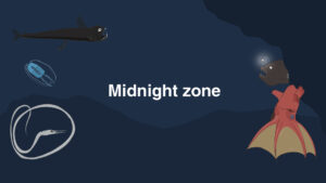 Midnight zone